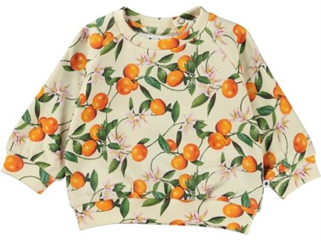 Molo Mini Mandarins Disc Sweatshirt Fashion